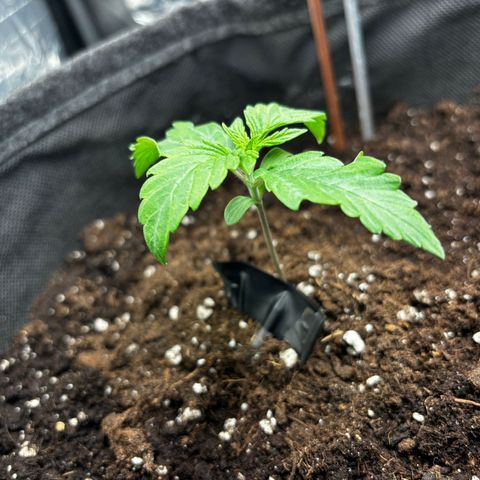 Ghideon growlog timeline photo