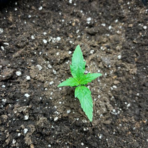 Ghideon growlog timeline photo