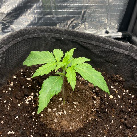 Ghideon growlog photo: Possiamo iniziare a parlare di vere e proprie PIANTINE 
inizo fase Vegetativa 