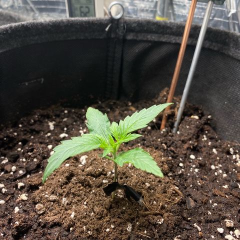 Ghideon growlog photo: Possiamo iniziare a parlare di vere e proprie PIANTINE 
inizo fase Vegetativa 