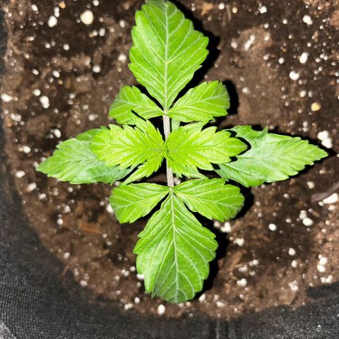 Ghideon growlog timeline photo