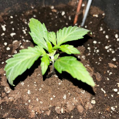 Ghideon growlog timeline photo