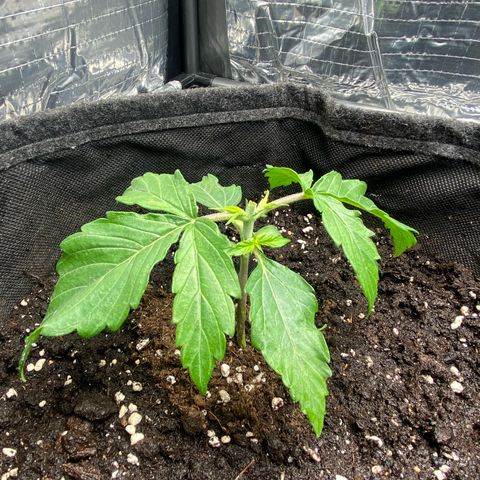 Ghideon growlog timeline photo