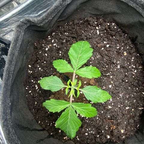 Ghideon growlog timeline photo