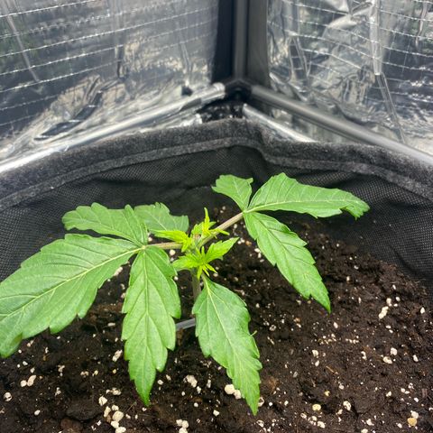 Ghideon growlog timeline photo