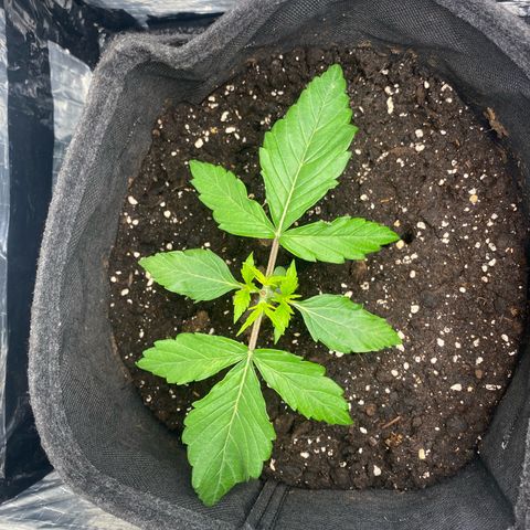 Ghideon growlog timeline photo