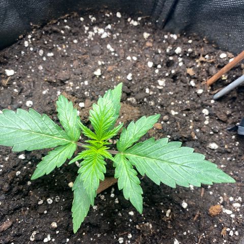 Ghideon growlog timeline photo