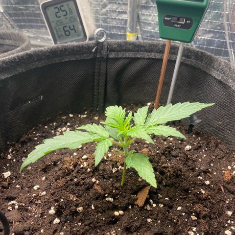 Ghideon growlog timeline photo