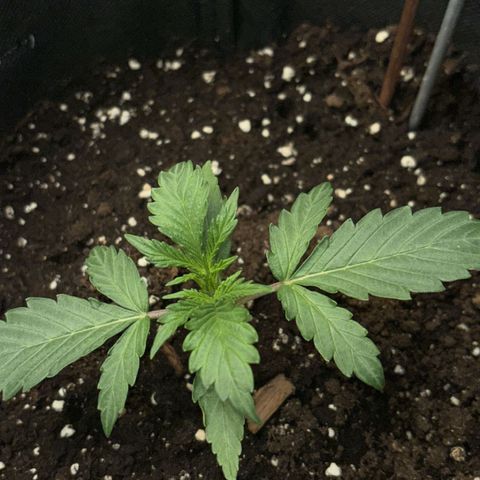 Ghideon growlog photo: Ghideon mostra un ottima risposta al taglio 
Santana contina lentamente a crescere 