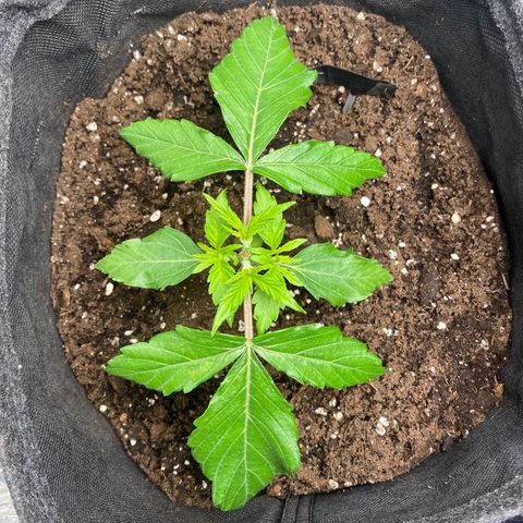 Ghideon growlog photo: Ghideon mostra un ottima risposta al taglio 
Santana contina lentamente a crescere 