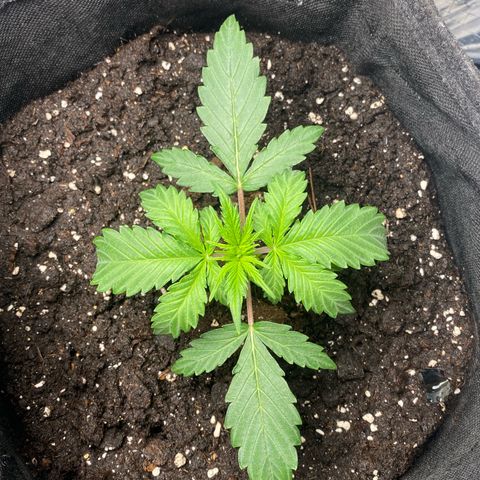 Ghideon growlog timeline photo