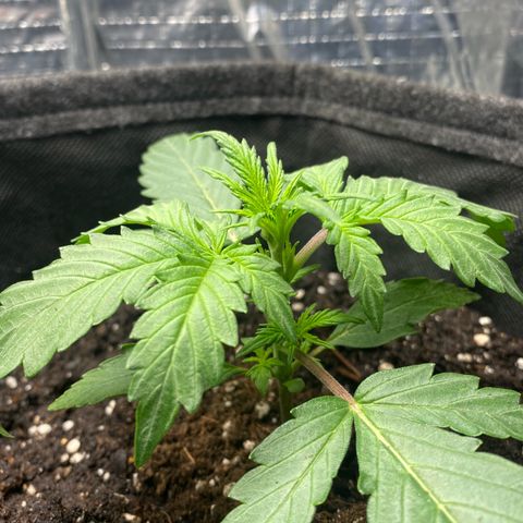 Ghideon growlog timeline photo