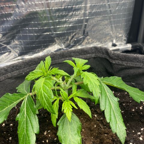 Ghideon growlog timeline photo