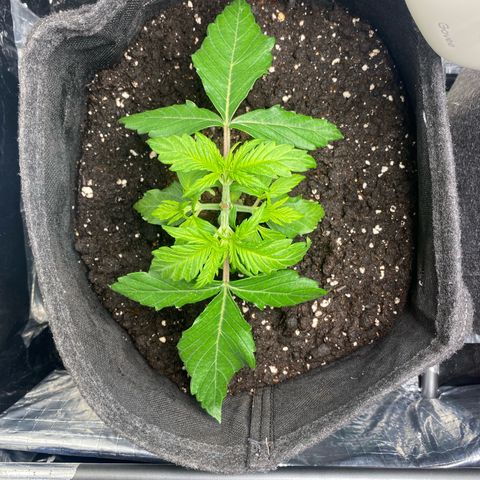 Ghideon growlog timeline photo