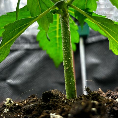 Ghideon growlog timeline photo