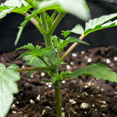Ghideon growlog timeline photo