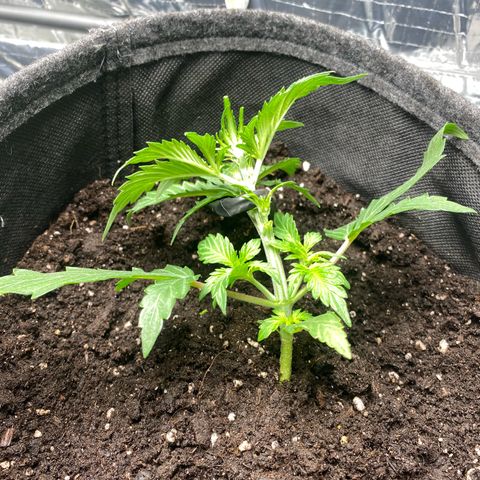 Santana growlog timeline photo