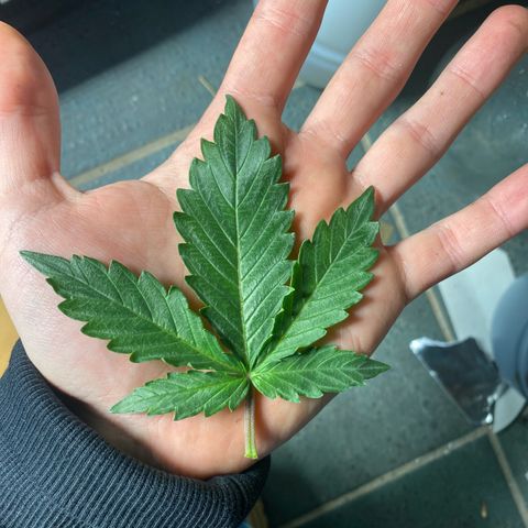 Santana growlog timeline photo