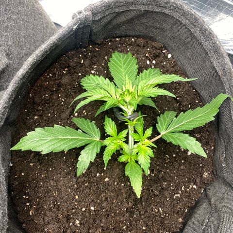 Santana growlog timeline photo