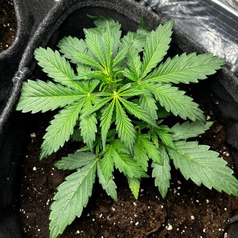 Santana growlog photo: Santana risponde perfettamente alla tecnica di Low Stress Training 