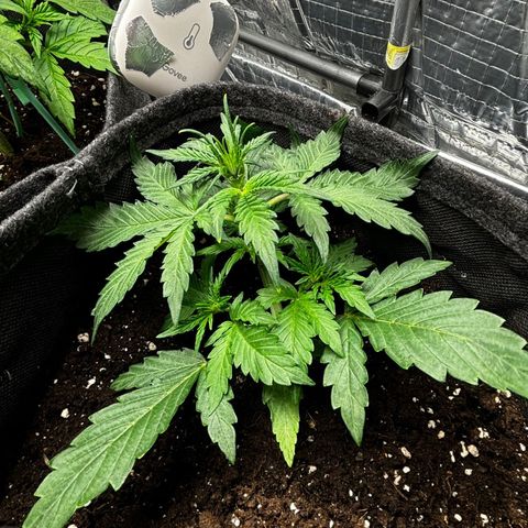 Santana growlog photo: Santana risponde perfettamente alla tecnica di Low Stress Training 