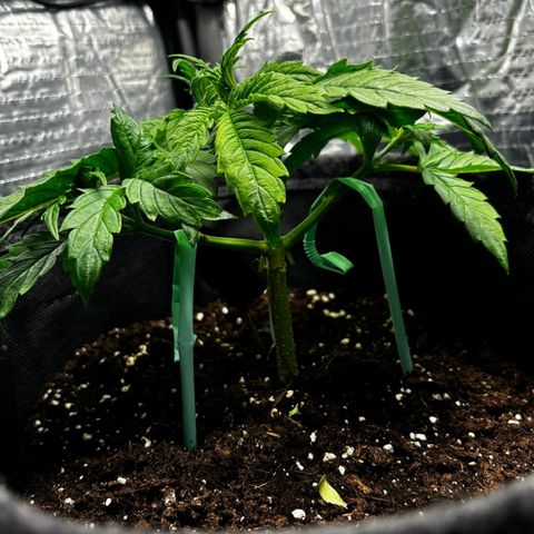 Ghideon growlog photo: ERRORE GHIDEON rottura 2 rami principali 
valutiamo opzioni…