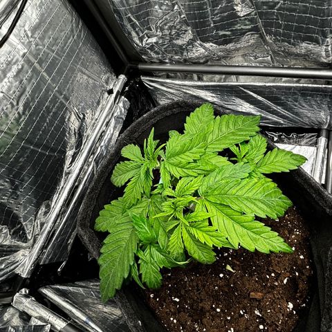 Ghideon growlog photo: ERRORE GHIDEON rottura 2 rami principali 
valutiamo opzioni…