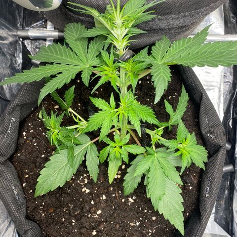 Santana growlog timeline photo