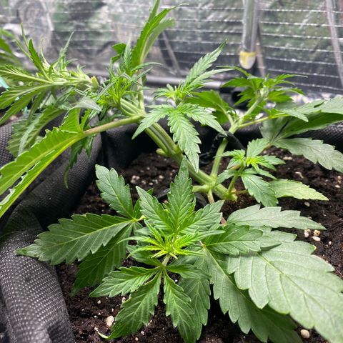 Santana growlog timeline photo