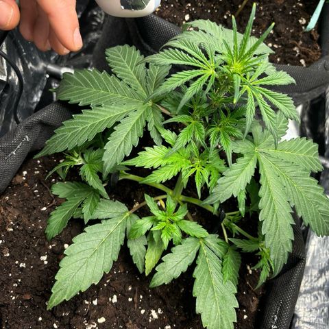 Santana growlog timeline photo