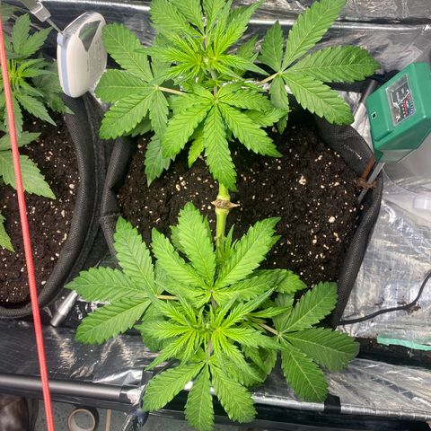 Ghideon growlog photo: Ghideon in seguito all’ invasione intervento subito presenta un consistente ritardo nella fioritura 