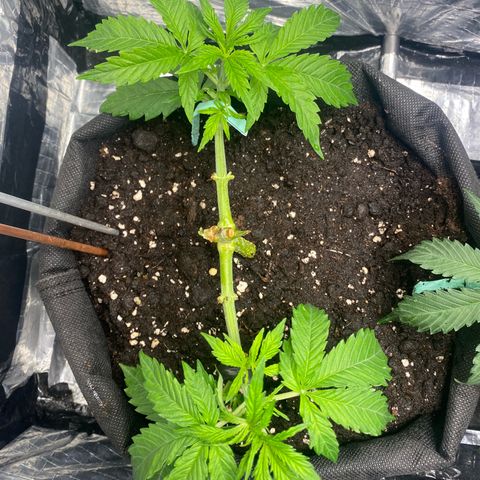 Ghideon growlog timeline photo