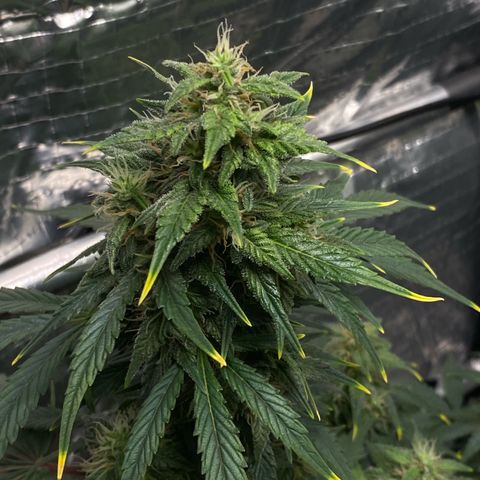 Ghideon growlog timeline photo