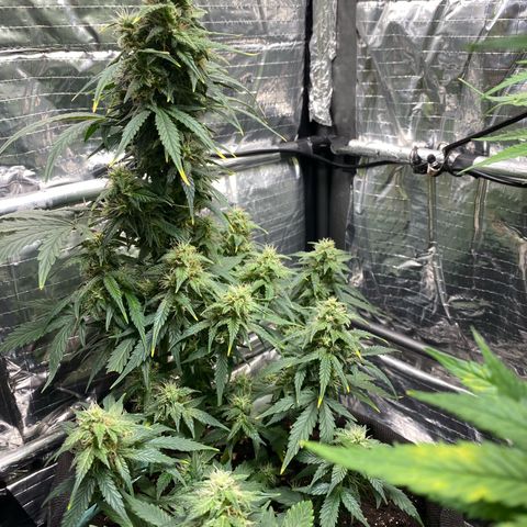 Ghideon growlog timeline photo