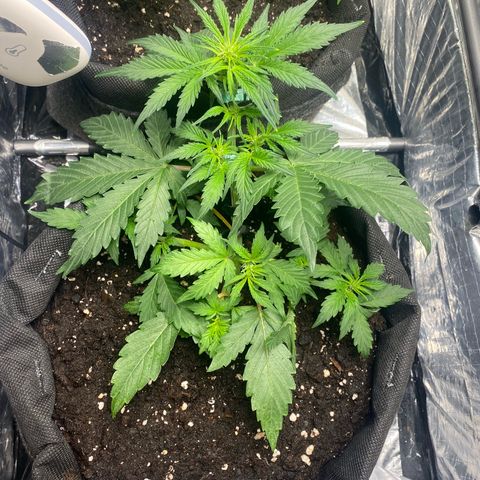 Ghideon growlog timeline photo