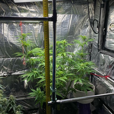 Ghideon growlog timeline photo