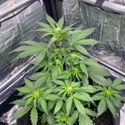 Ghideon growlog photo: Ghideon in seguito all’ invasione intervento subito presenta un consistente ritardo nella fioritura 