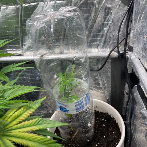 Ghideon growlog timeline photo
