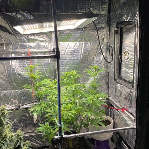 Ghideon growlog timeline photo