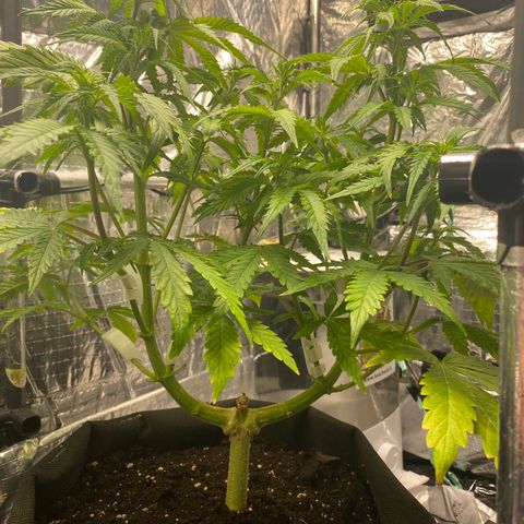 Ghideon growlog timeline photo