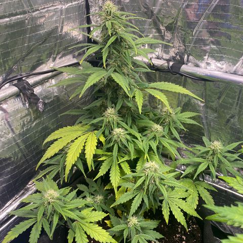 Ghideon growlog timeline photo