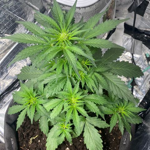 Santana growlog photo: Santana inizia a fiorire