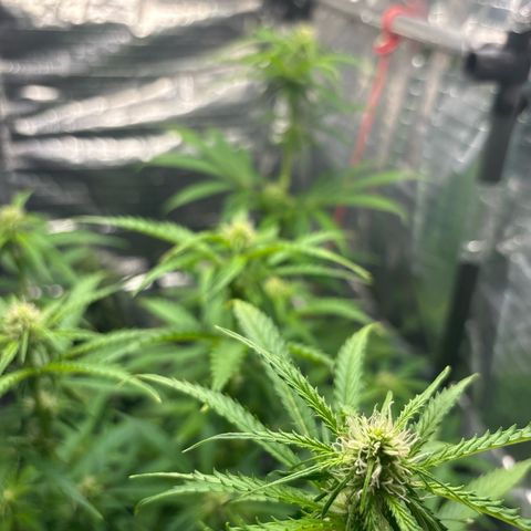 Ghideon growlog timeline photo