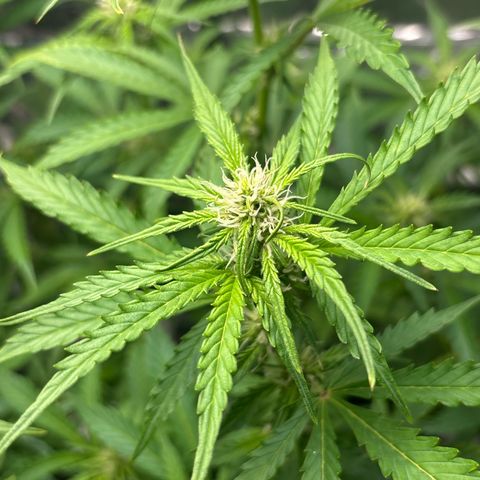 Ghideon growlog timeline photo