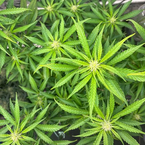 Ghideon growlog timeline photo