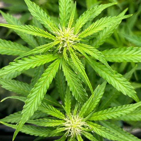 Ghideon growlog timeline photo