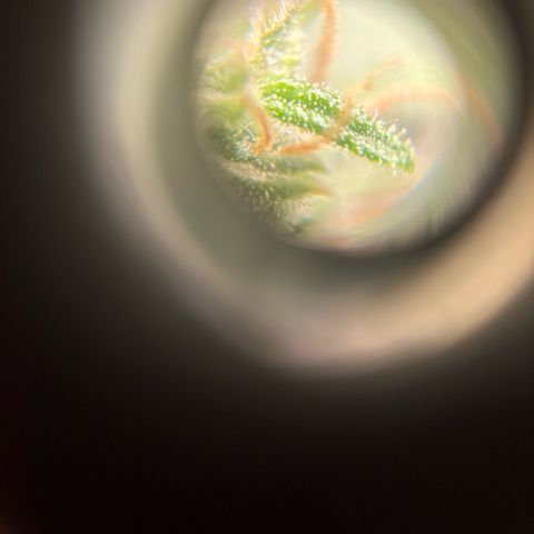 Santana growlog timeline photo