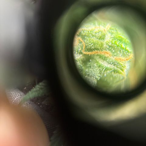 Santana growlog timeline photo