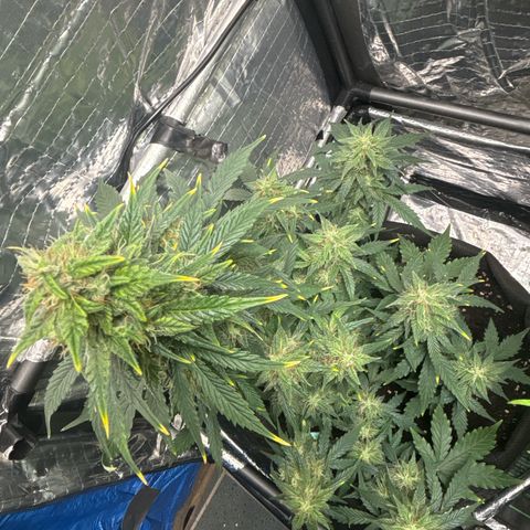 Santana growlog timeline photo