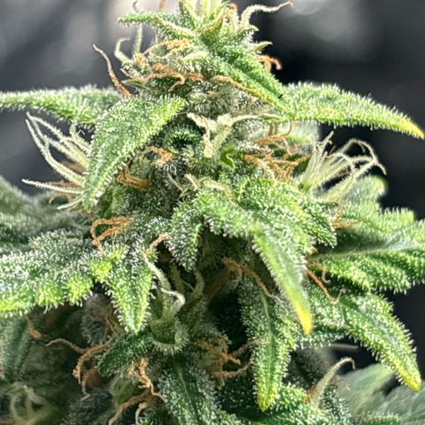 Santana growlog timeline photo